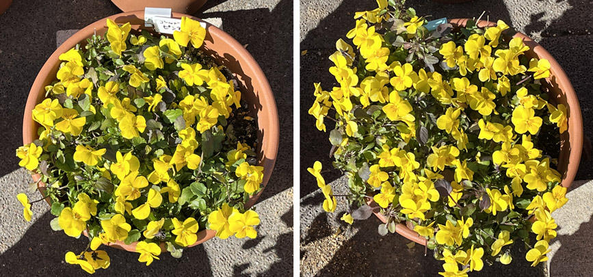 フィオリーナ　花色：ゴールド