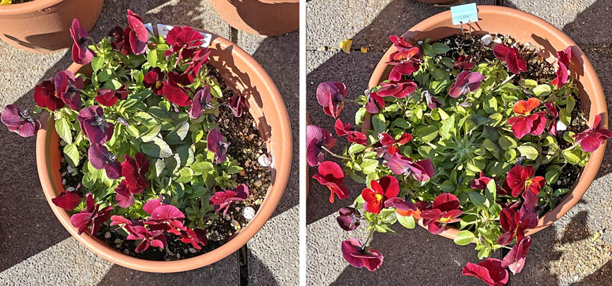 フィオリーナ　花色：レッドフレア