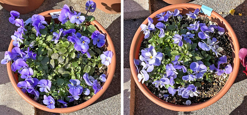 フィオリーナ　花色：スカイブルー