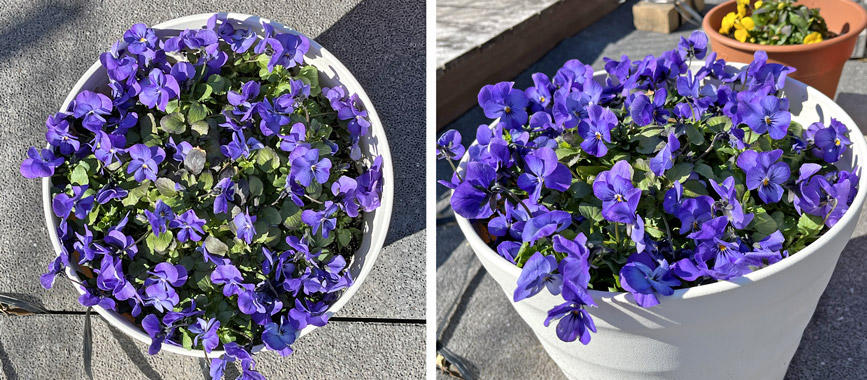 フィオリーナ　花色：スカイブルー