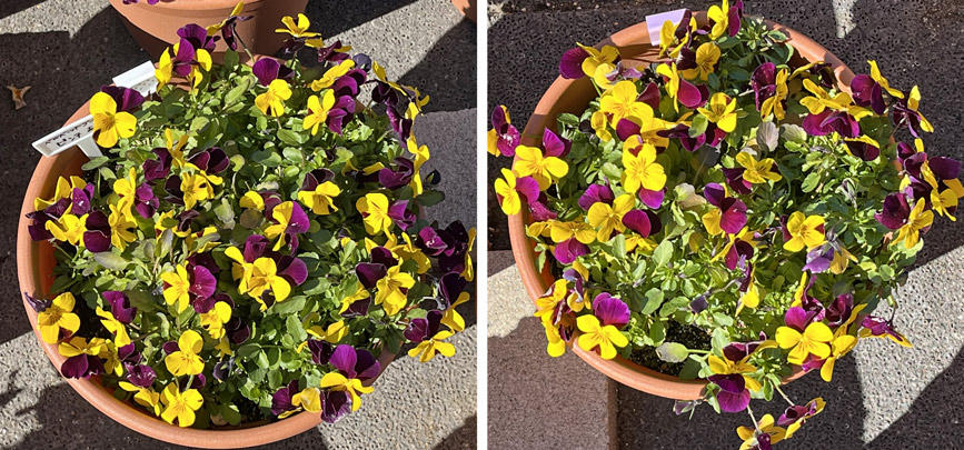 フィオリーナ　花色：ベルベットゴールド