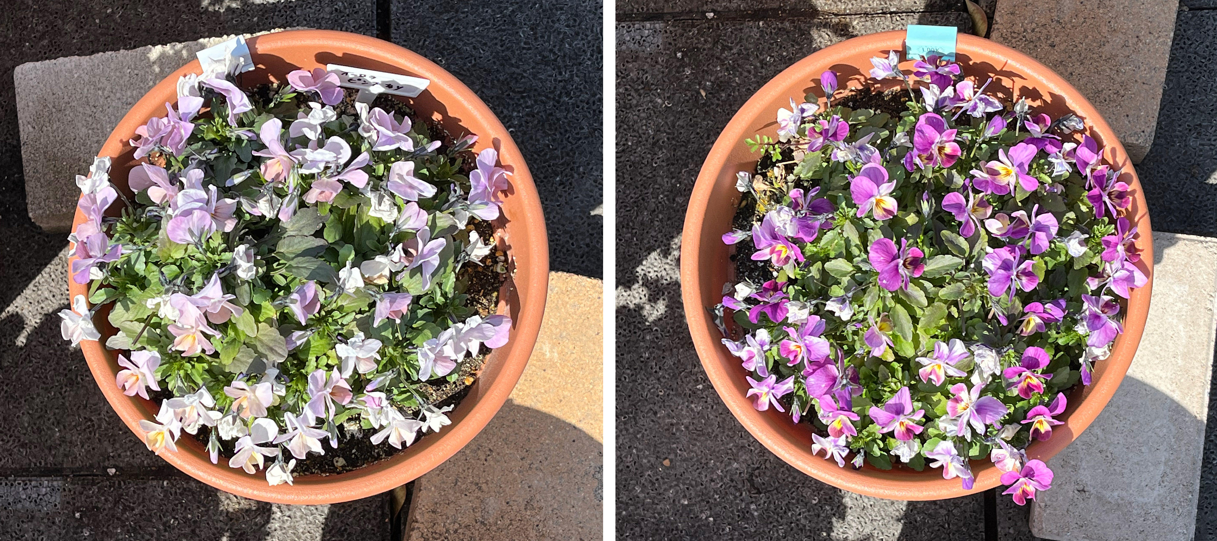 フィオリーナ　花色：オーロラ