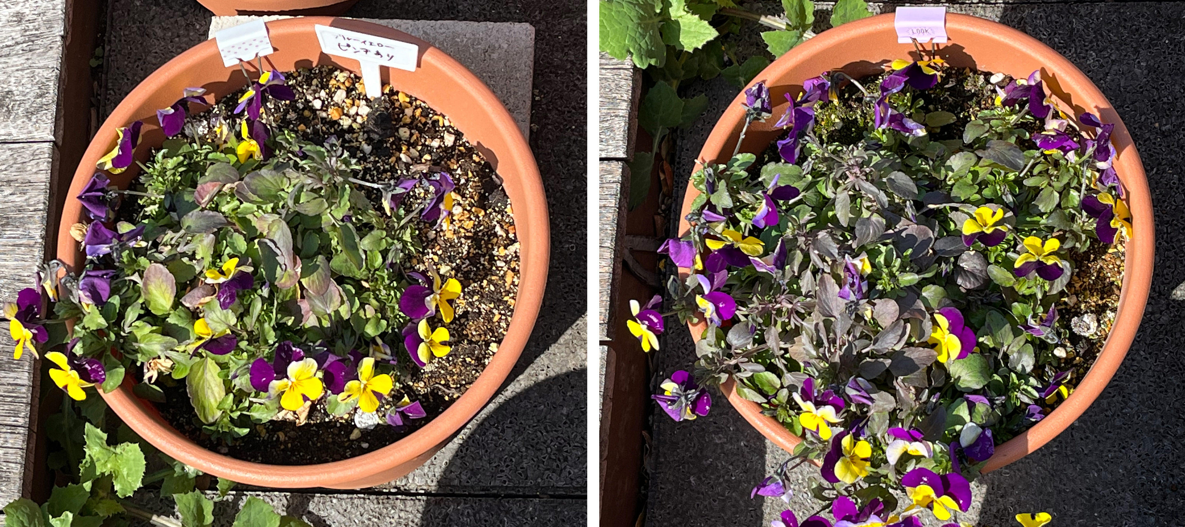 フィオリーナ　花色：ブルーイエロー