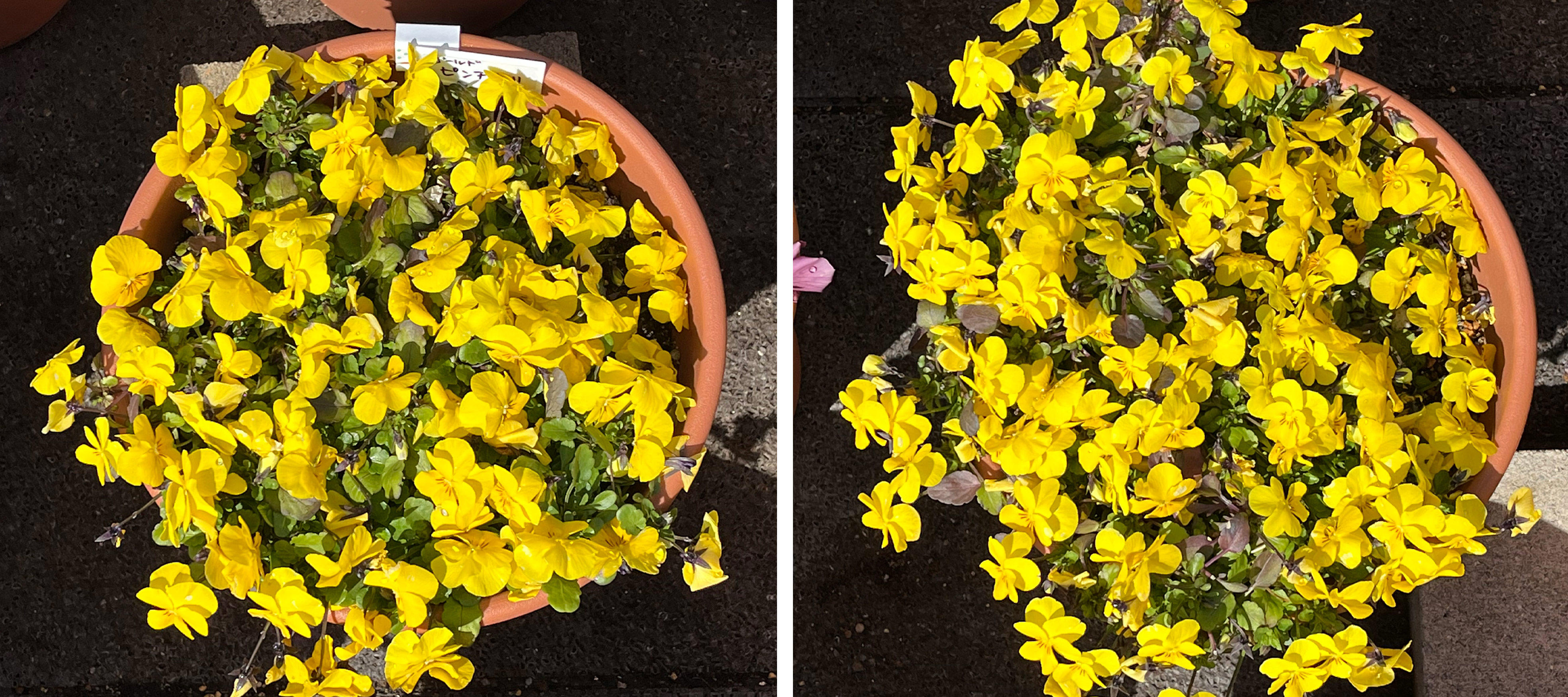 フィオリーナ　花色：ゴールド