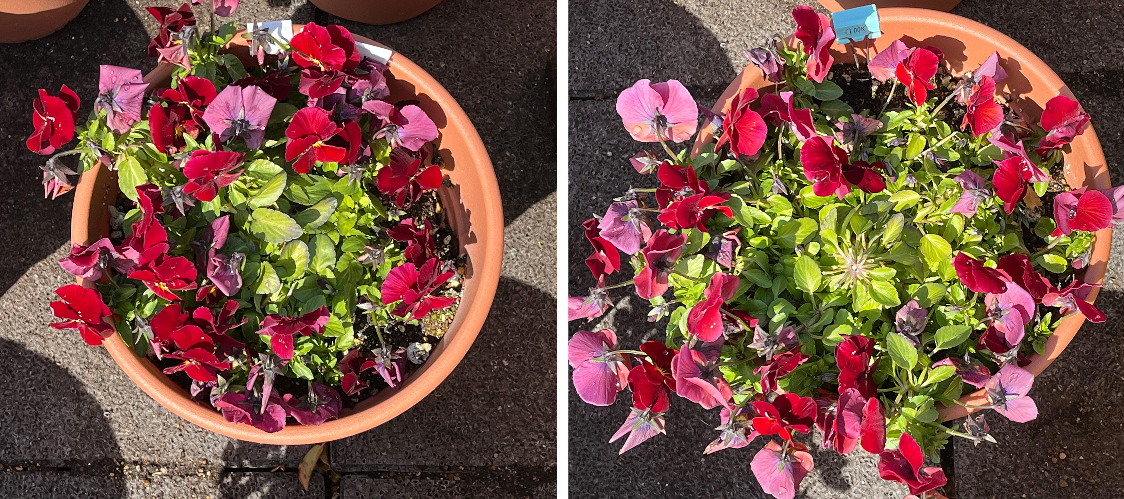 フィオリーナ　花色：レッドフレア