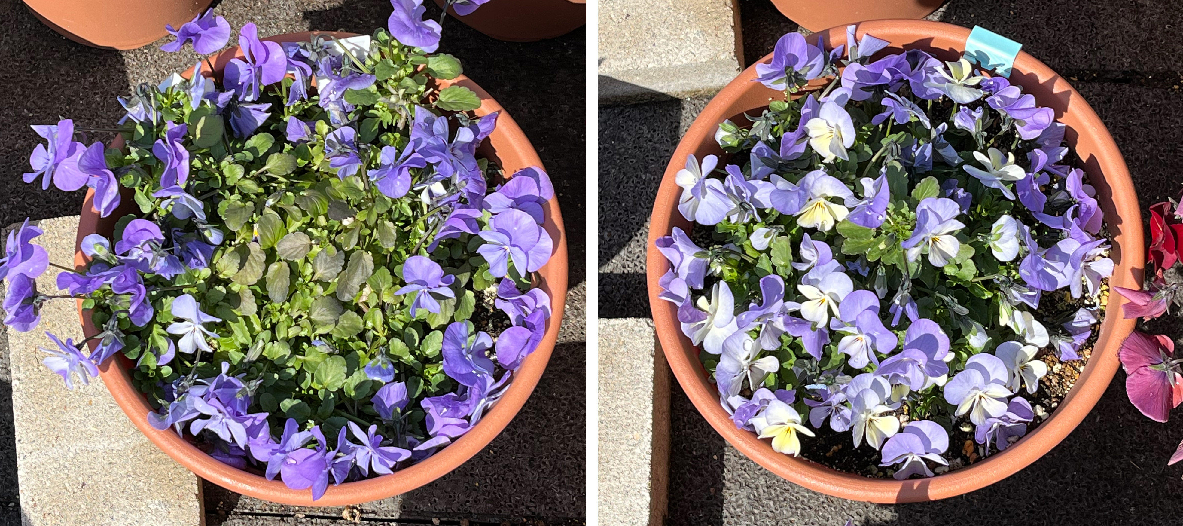 フィオリーナ　花色：スカイブルー