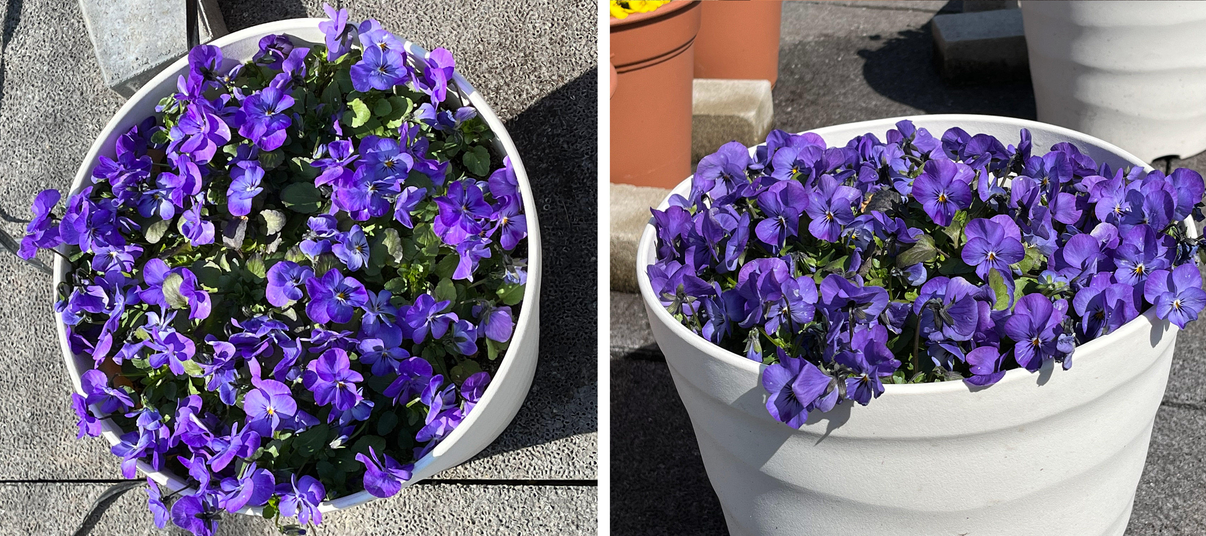 フィオリーナ　花色：スカイブルー