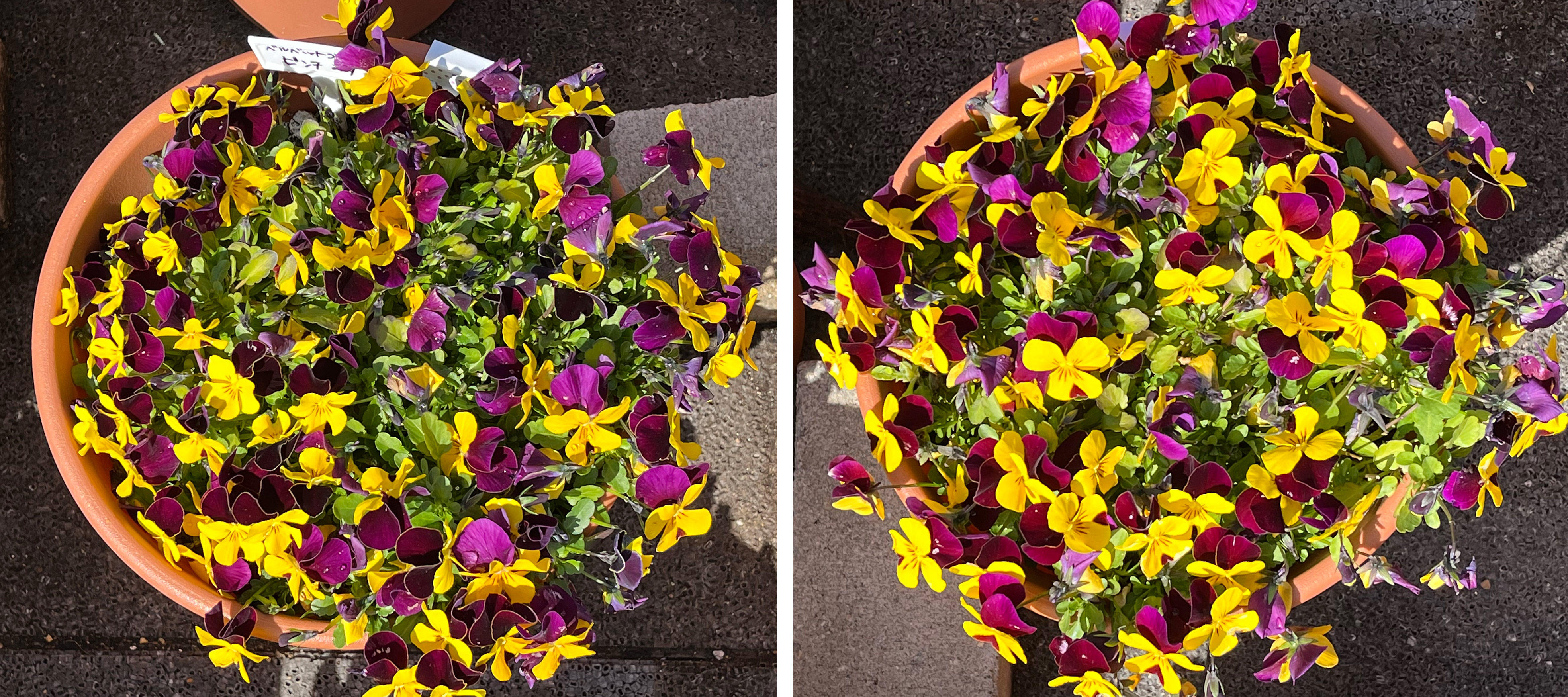 フィオリーナ　花色：ベルベットゴールド