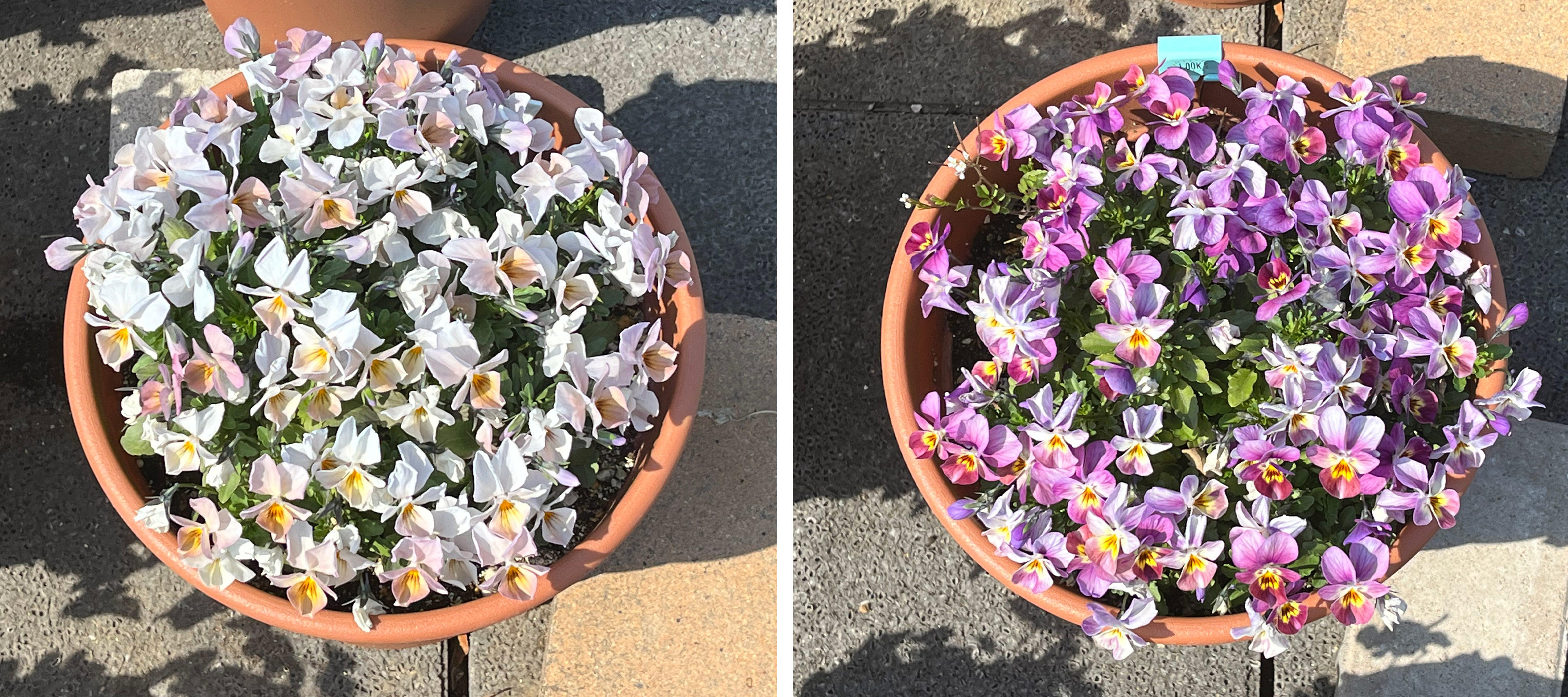 フィオリーナ　花色：オーロラ