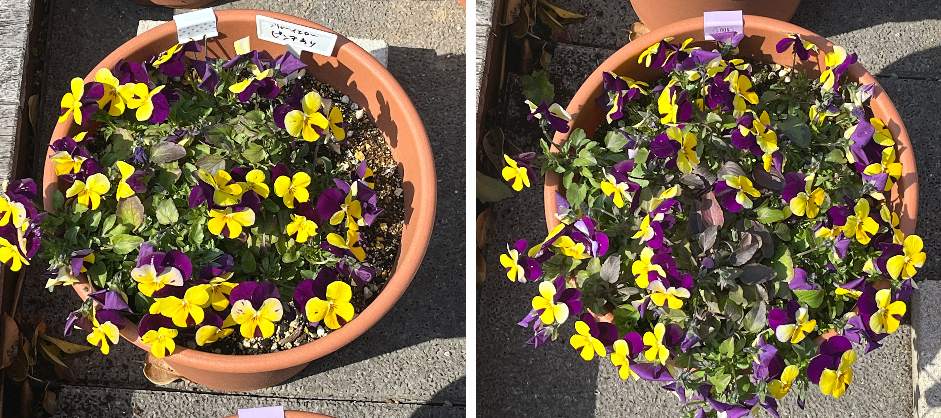 フィオリーナ　花色：ブルーイエロー