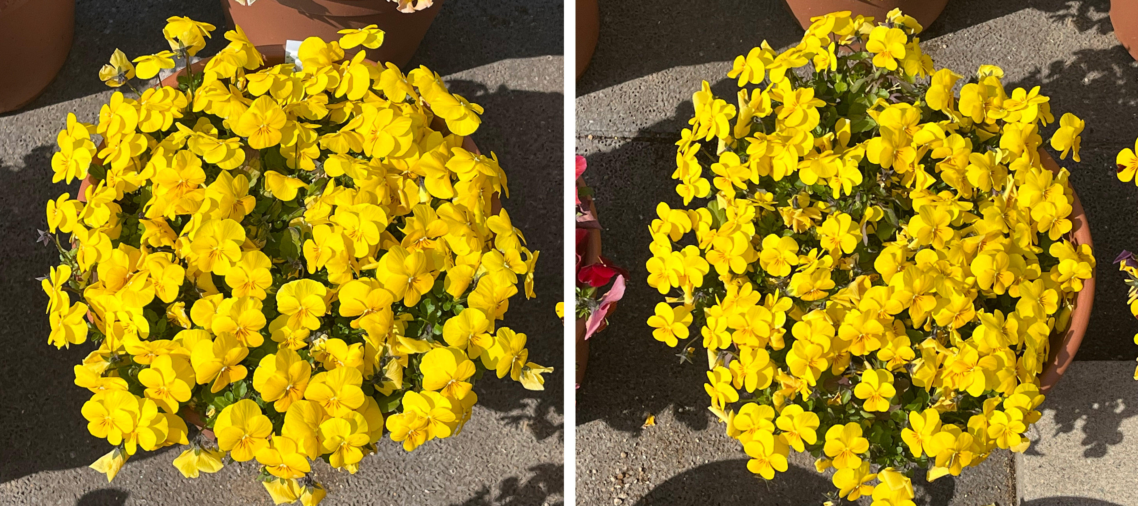 フィオリーナ　花色：ゴールド