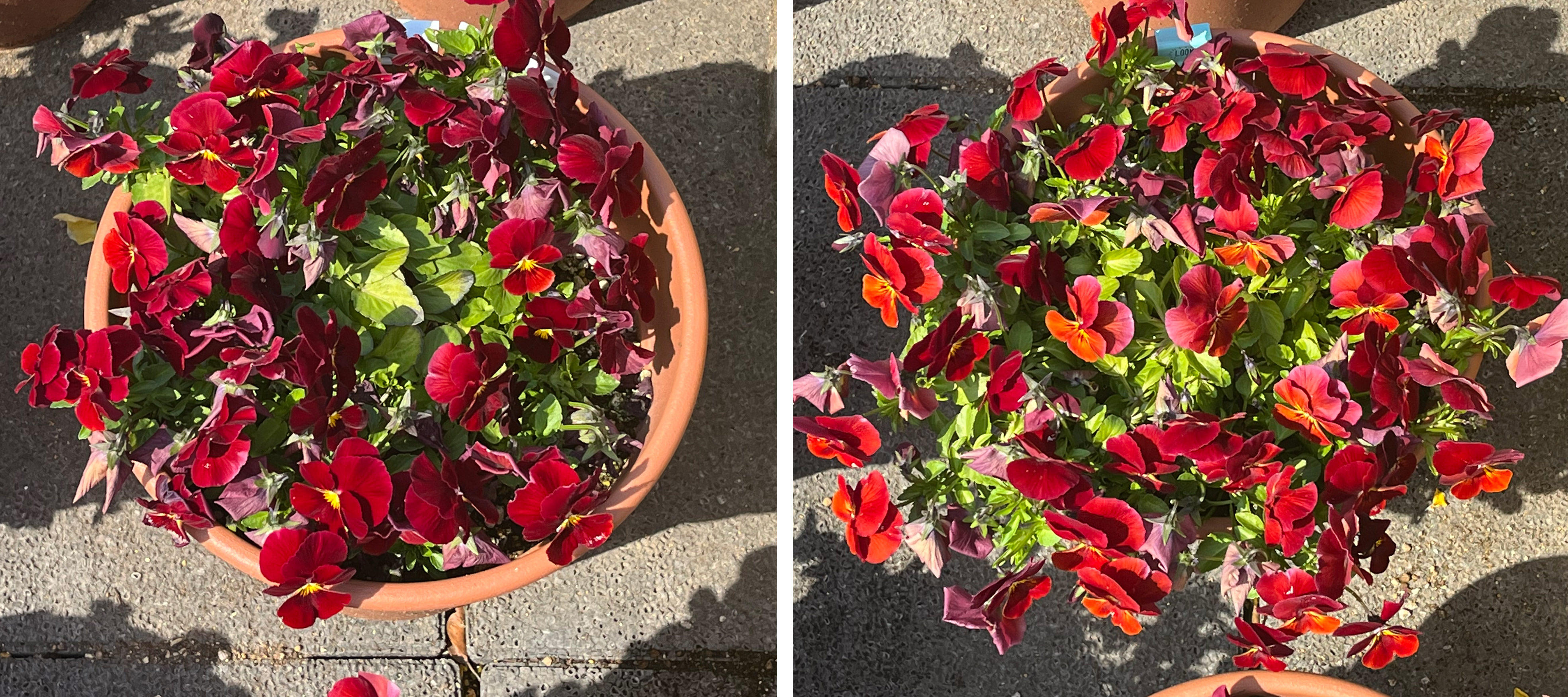 フィオリーナ　花色：レッドフレア