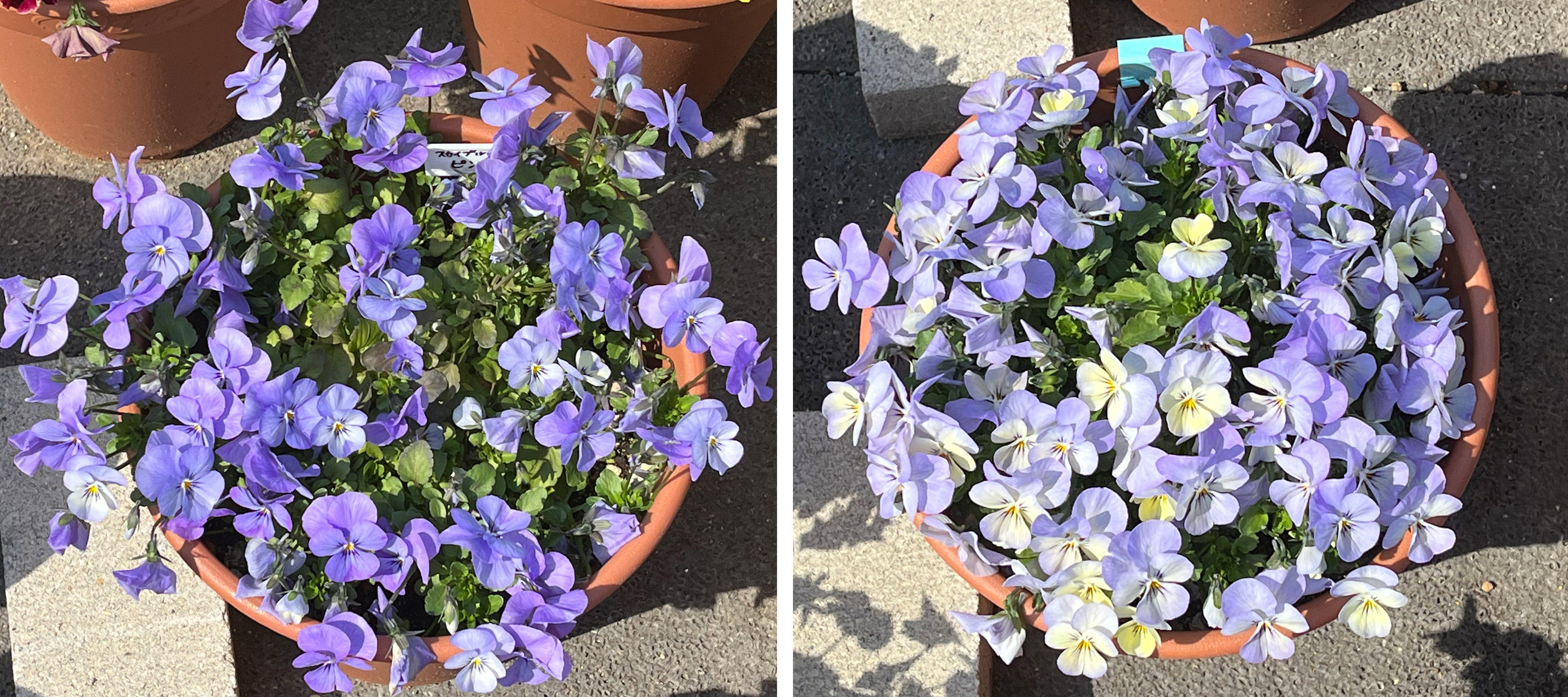 フィオリーナ　花色：スカイブルー