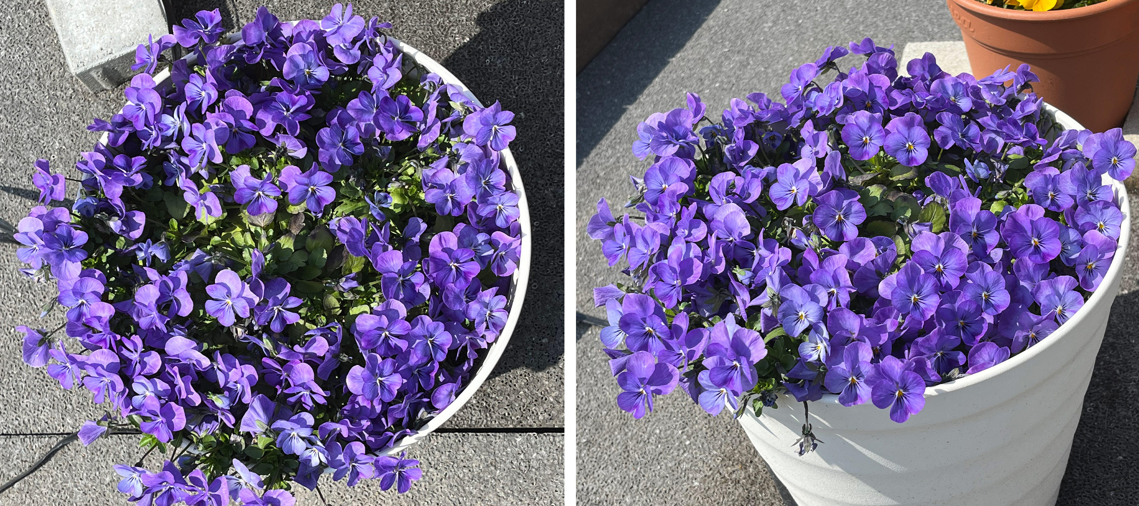 フィオリーナ　花色：スカイブルー