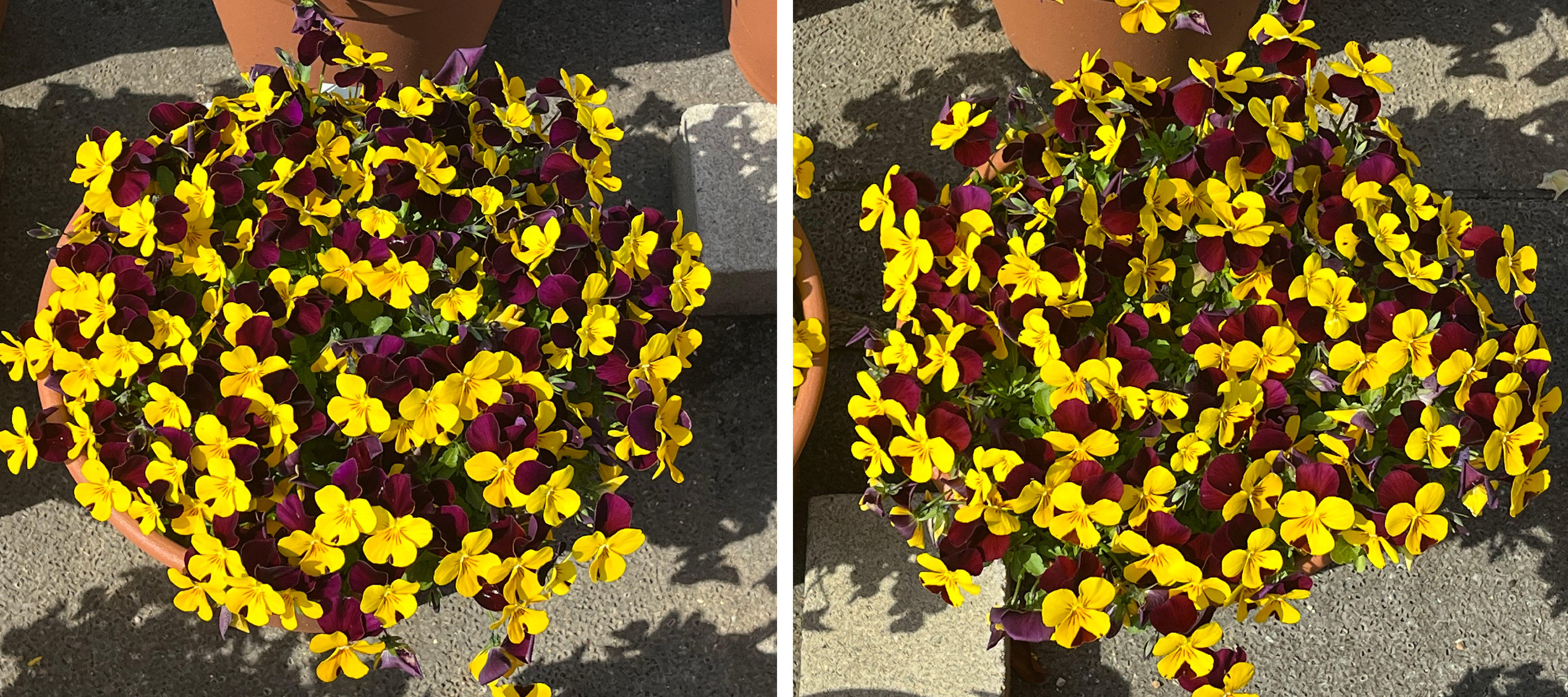 フィオリーナ　花色：ベルベットゴールド