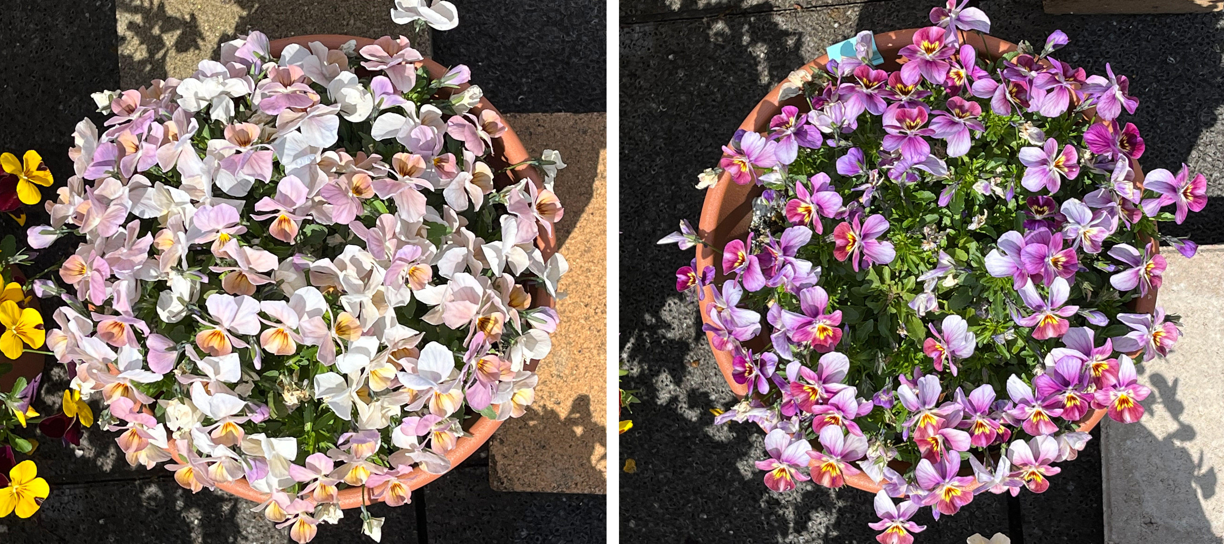 フィオリーナ　花色：オーロラ