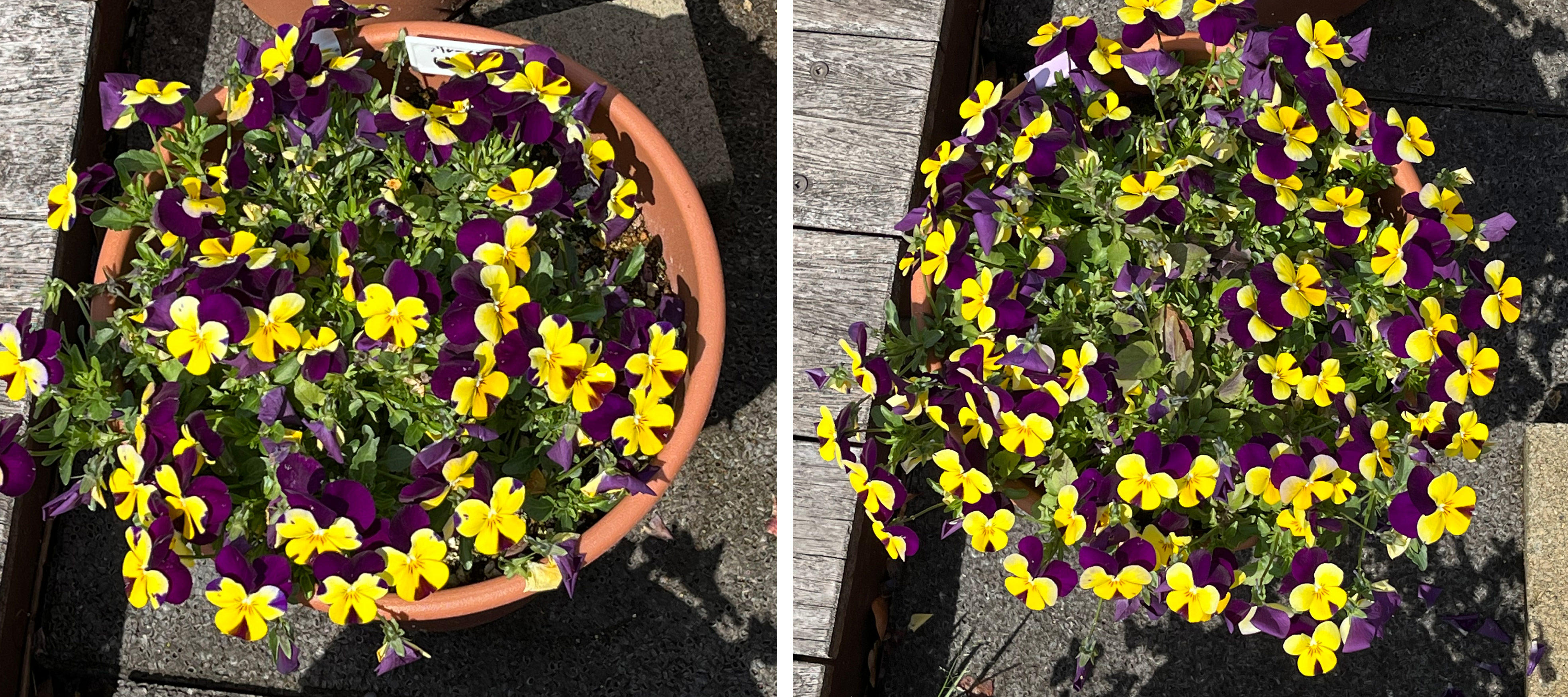 フィオリーナ　花色：ブルーイエロー