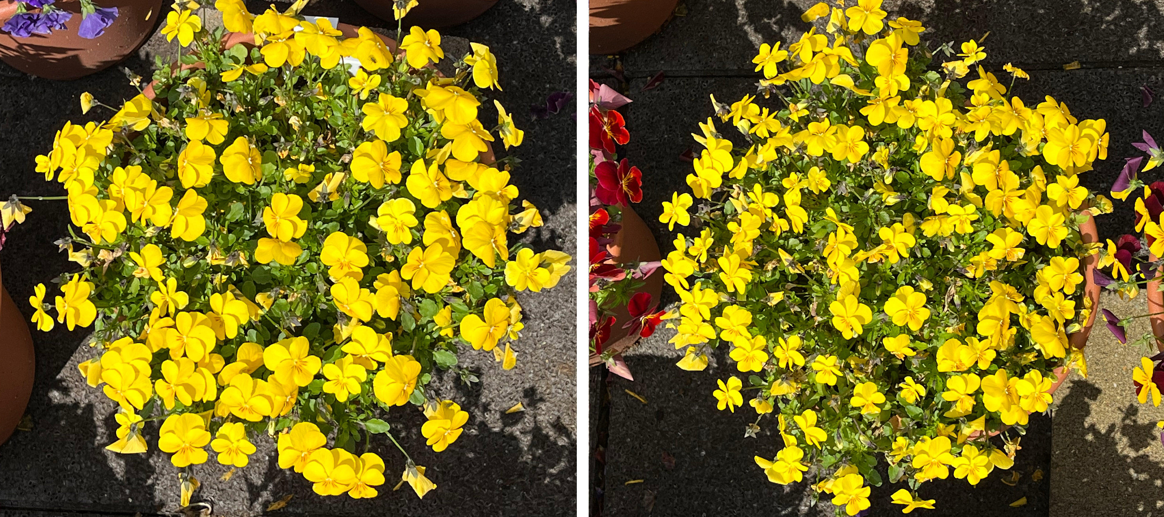 フィオリーナ　花色：ゴールド