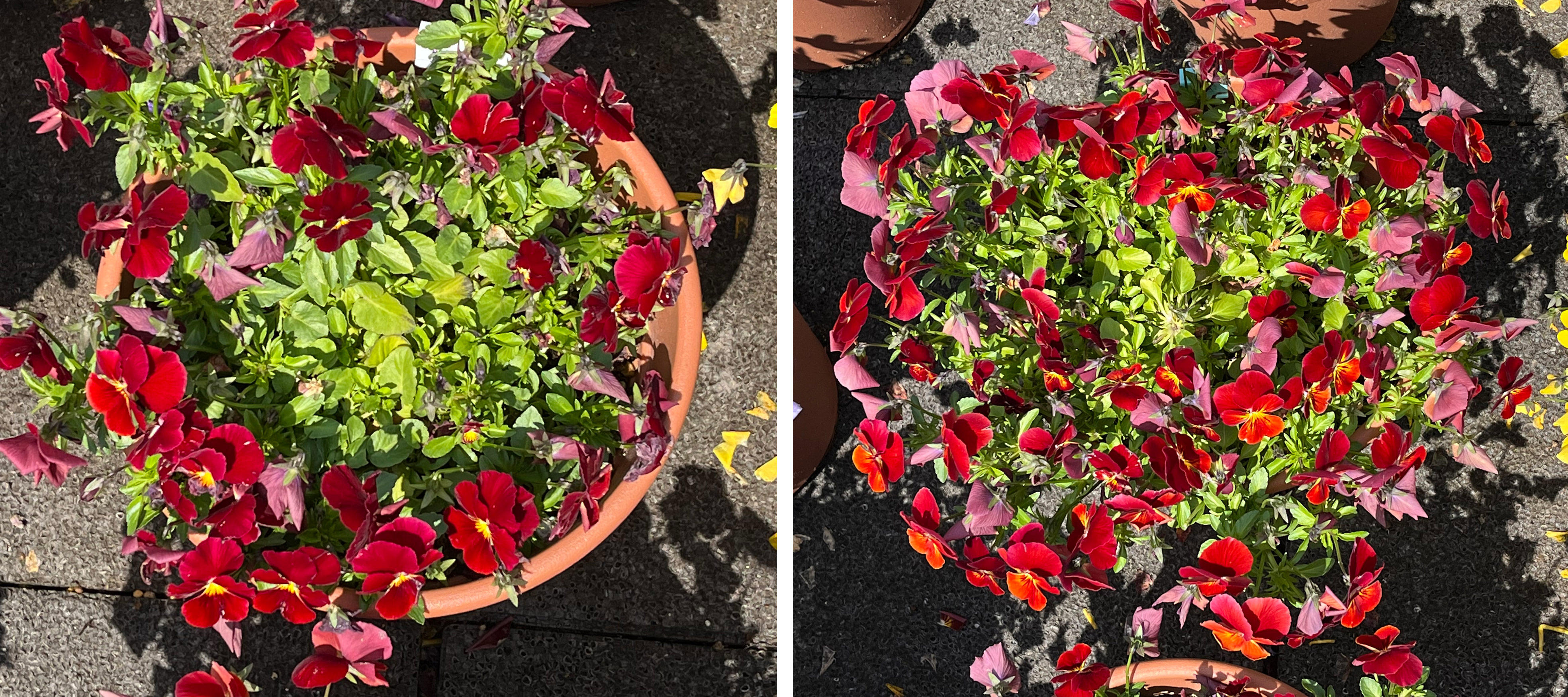 フィオリーナ　花色：レッドフレア