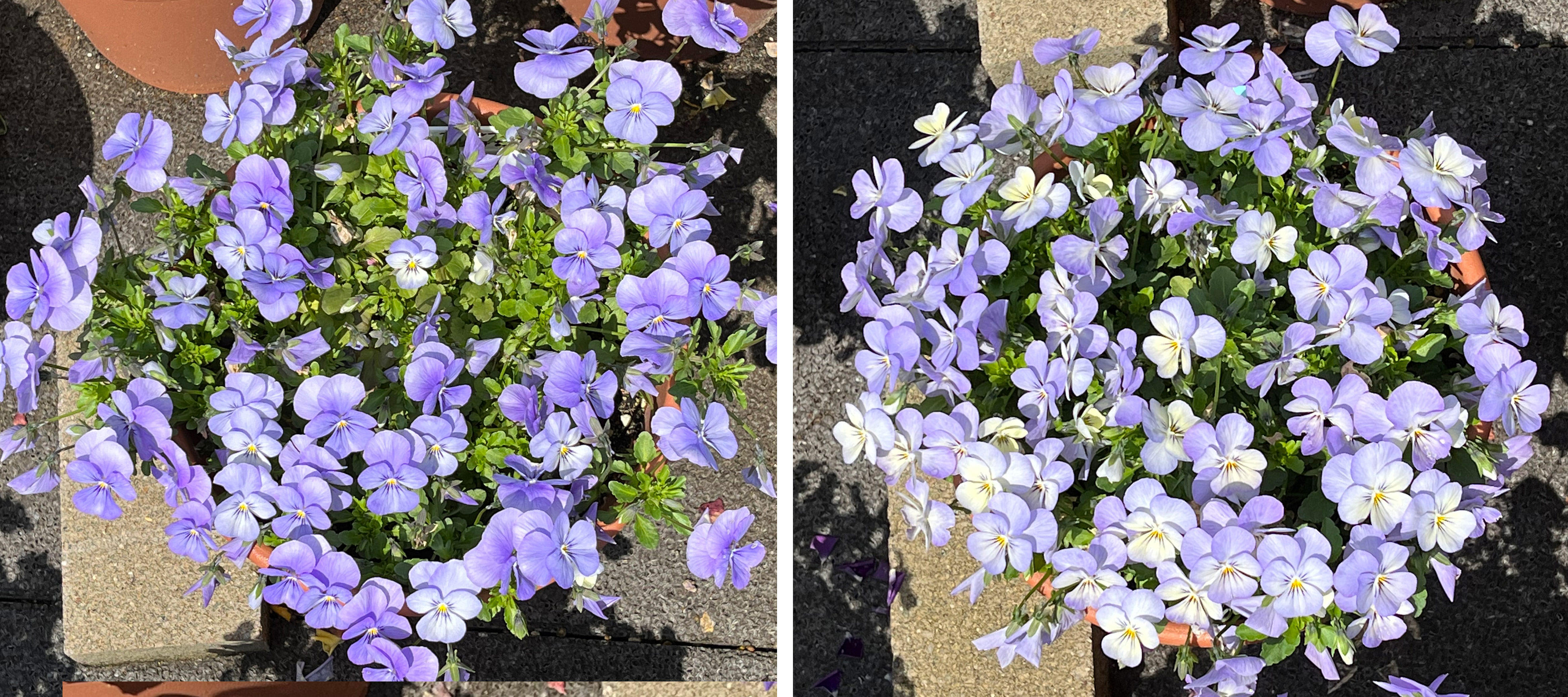 フィオリーナ　花色：スカイブルー