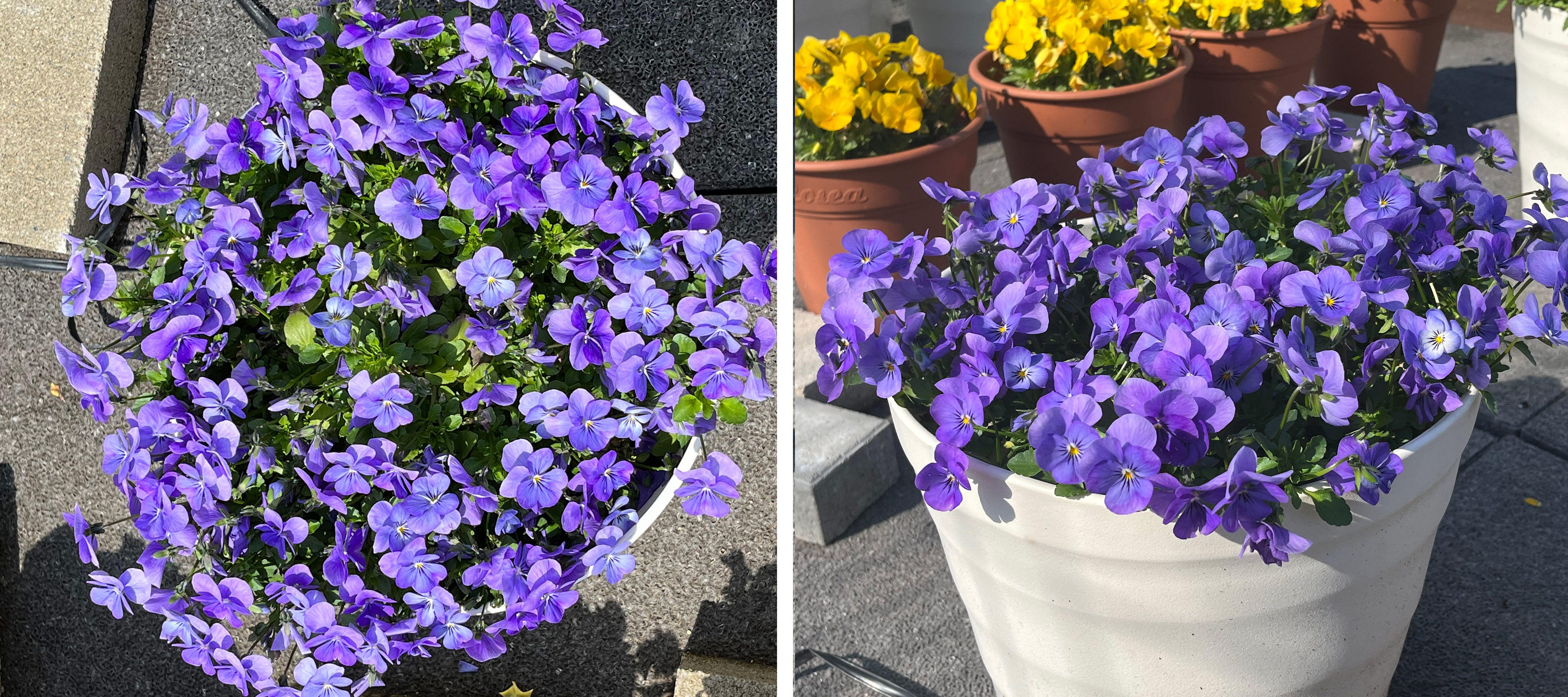 フィオリーナ　花色：スカイブルー