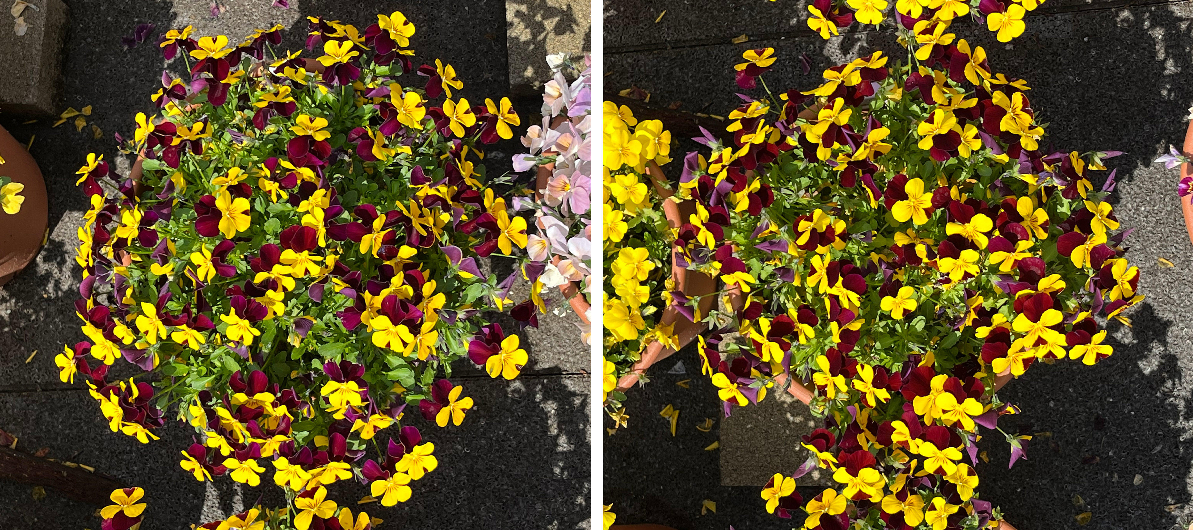 フィオリーナ　花色：ベルベットゴールド