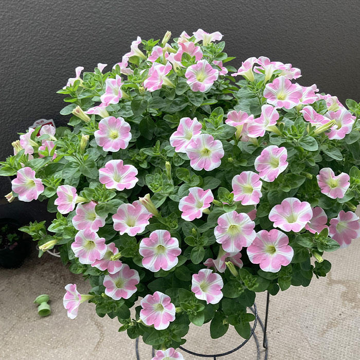 ももいろハートみんなのギャラリー