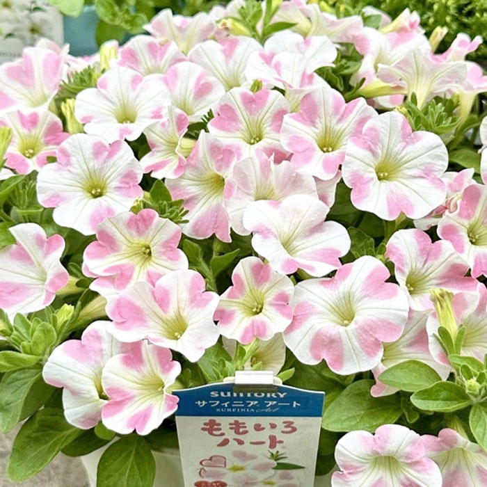 ももいろハートみんなのギャラリー