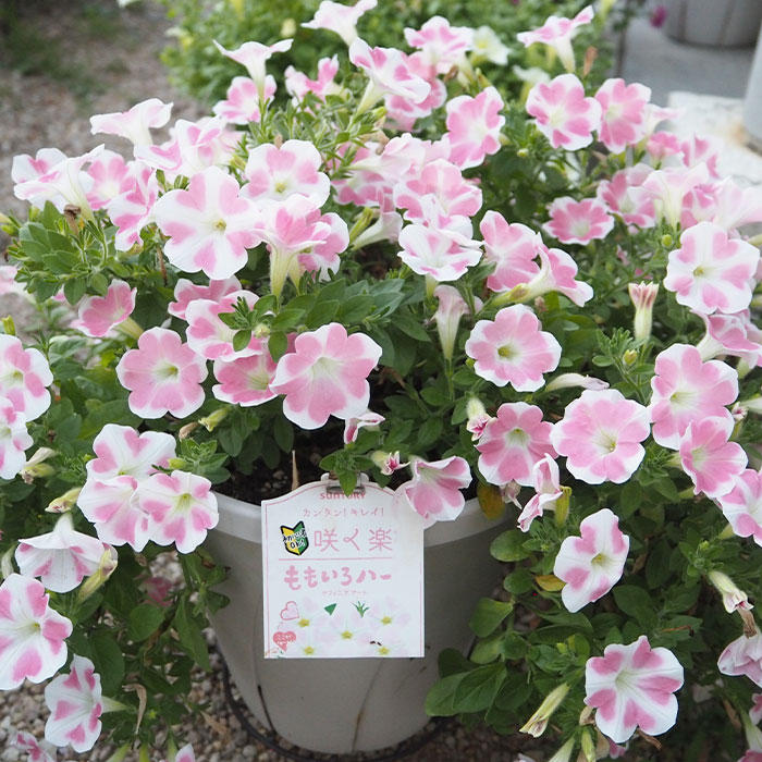 ももいろハートみんなのギャラリー