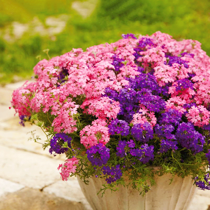 花・植物の水のあげ方