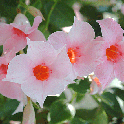 サンパラソルの冬越し完全ガイド｜枯らさないためのコツと注意点