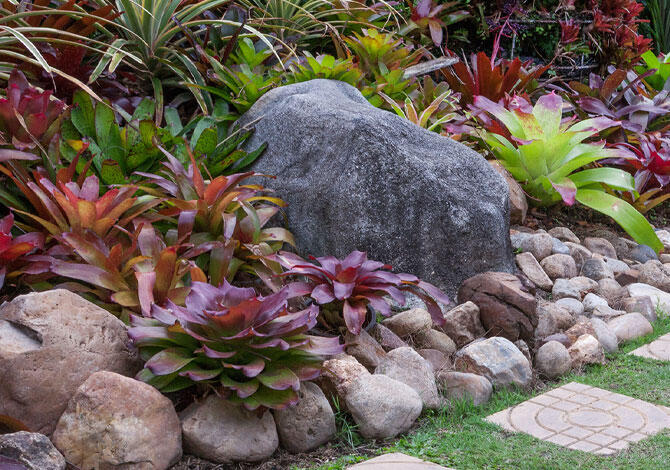 ロックガーデン