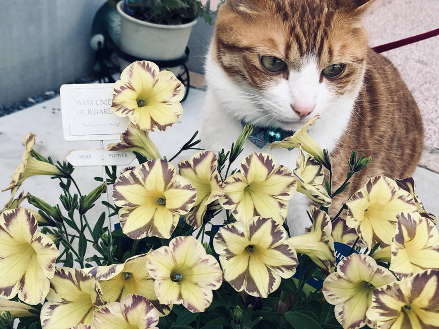 花なのにとらネコ？