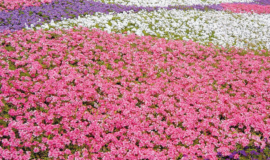グランドカバーにおすすめ タピアンで花の絨毯のある庭に あしたの花にできること サントリーフラワーズ