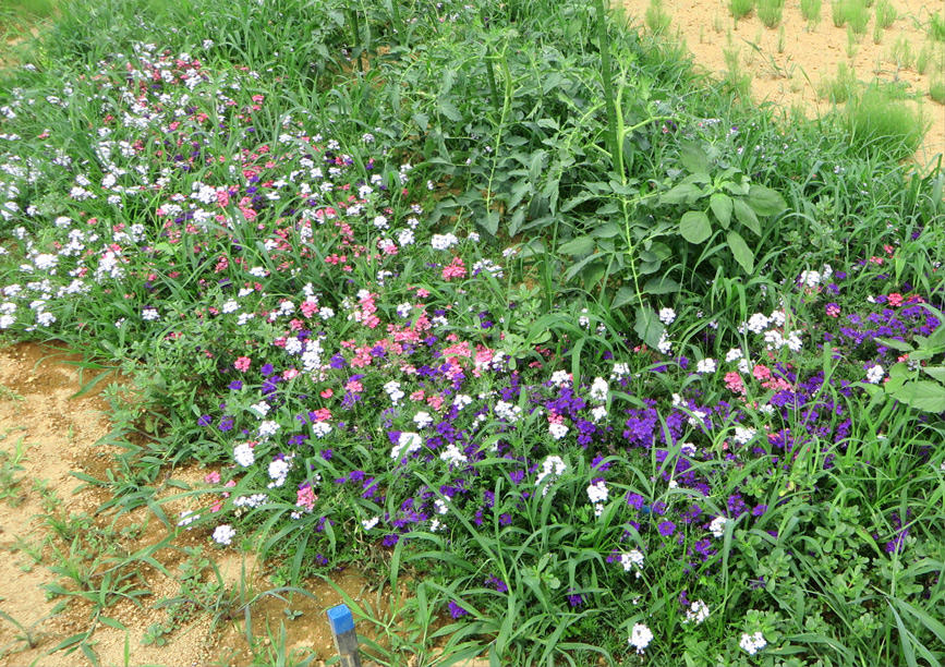 グランドカバーにおすすめ タピアンで花の絨毯のある庭に あしたの花にできること サントリーフラワーズ