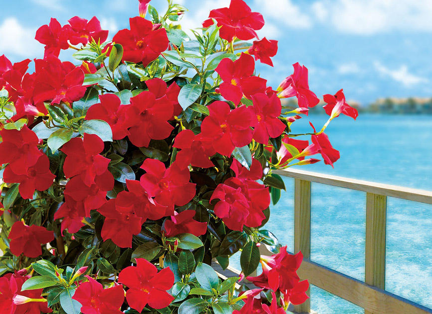夏空に映える、暑さに強い花サンパラソルシリーズ