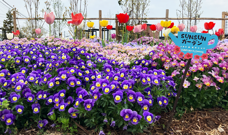 地植えにおすすめ！季節を彩る丈夫で美しい花たち