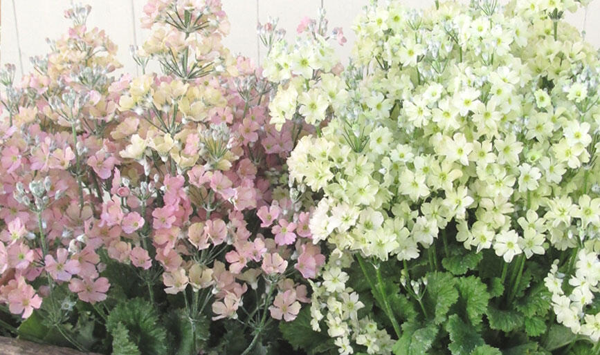 日陰でも育つ花 ウインティー