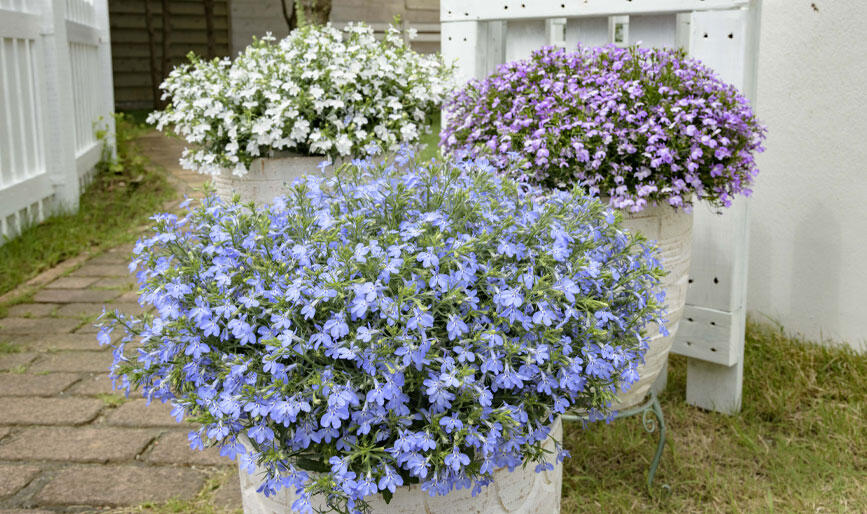 アズーロコンパクト