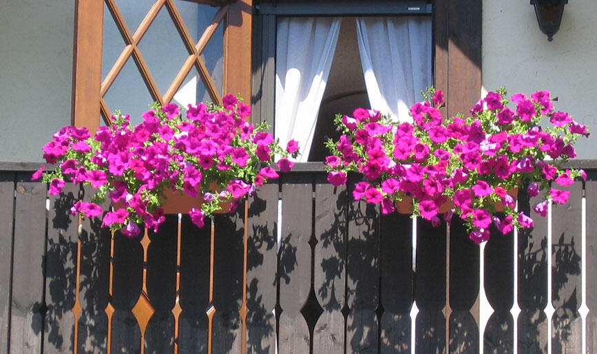 ベランダに咲くサフィニア