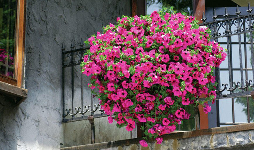 ベランダガーデニンサフィニア