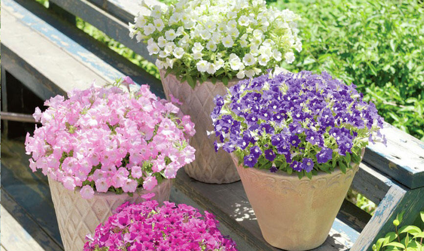 ベランダガーデニング