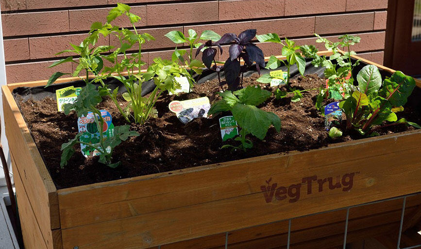 サフィニアアート