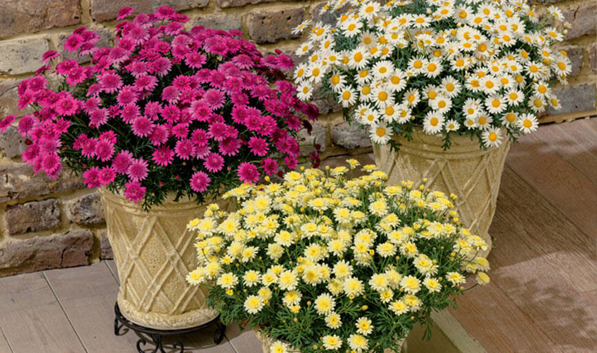 ボンザマーガレット