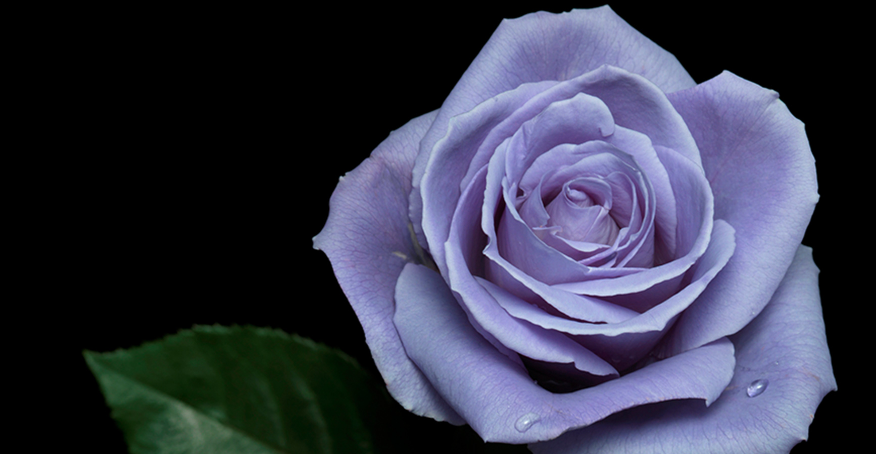 サントリーがなぜ花を あしたの花にできること サントリーフラワーズ