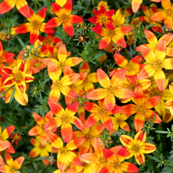 サントリーがなぜ花を あしたの花にできること サントリーフラワーズ