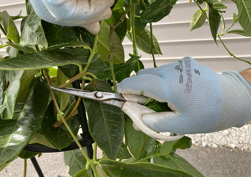 サンパラソル切り戻しの位置