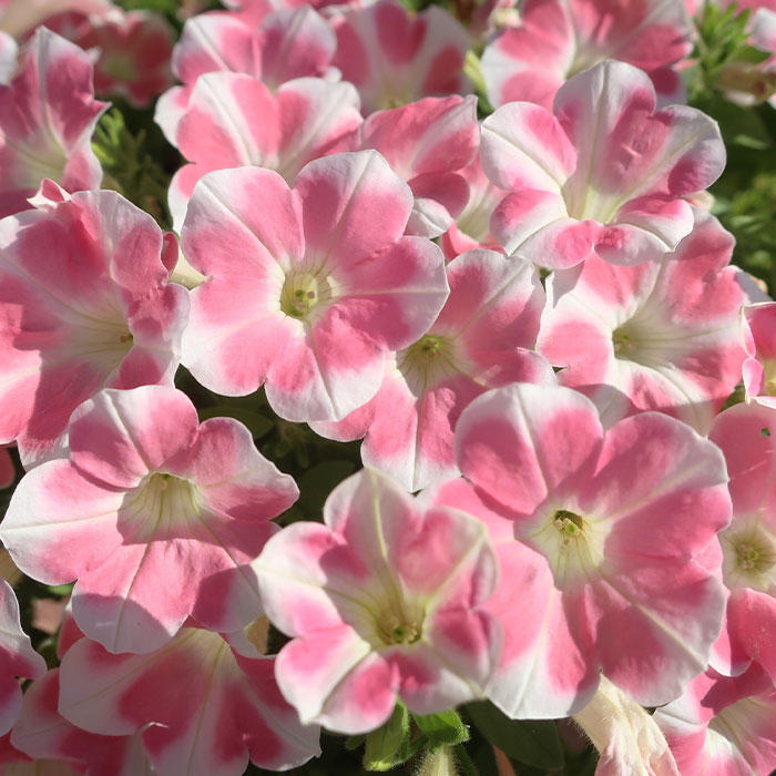 ももいろハートみんなのギャラリー