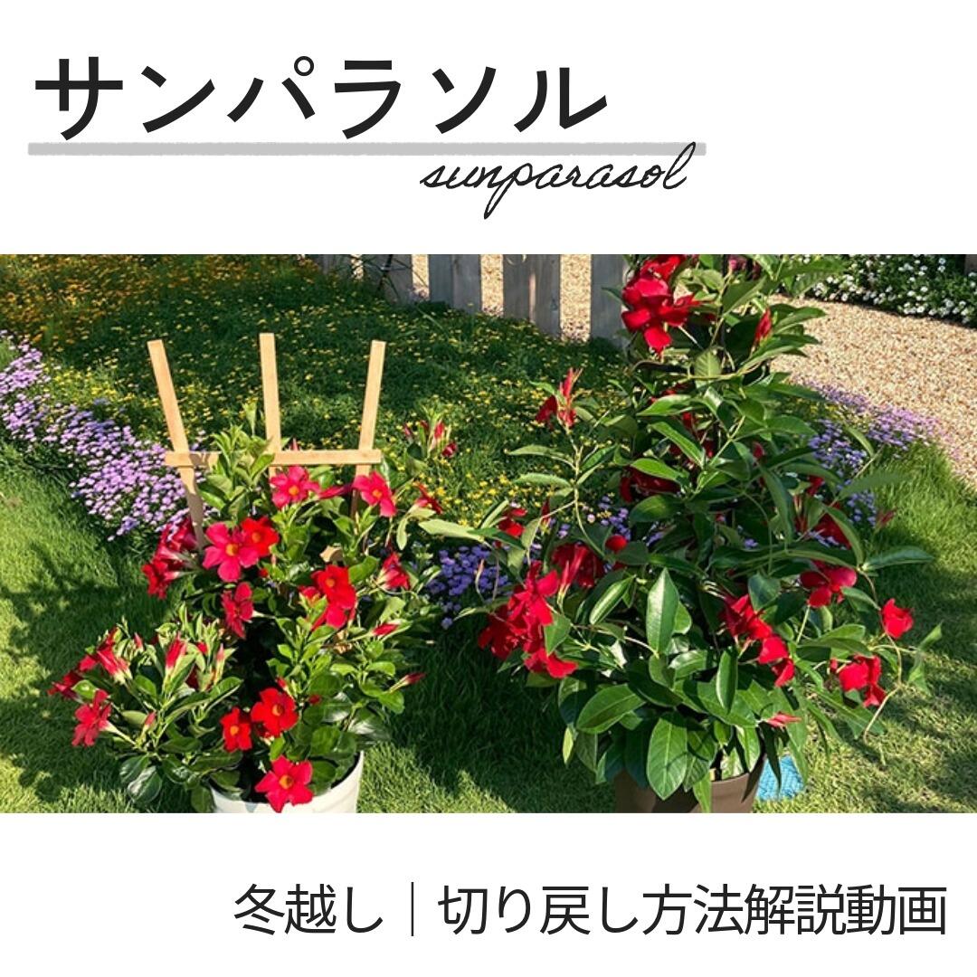 サンパラソル生育の様子をチェック！オススメのポイントやつるの誘引についてもご紹介！【マンデビラ】動画