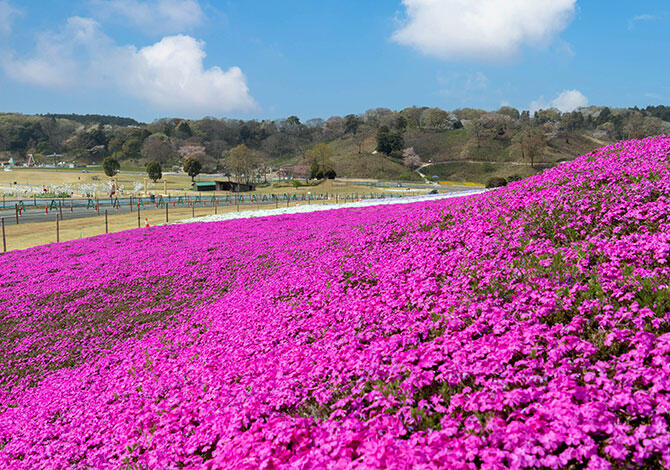 花を楽しむタイプのグランドカバー